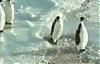 Cliquez sur l'image pour la voir en taille relle

Nom : penguins.gif
Affichages : 4683
Taille : 434,7 Ko
ID : 5